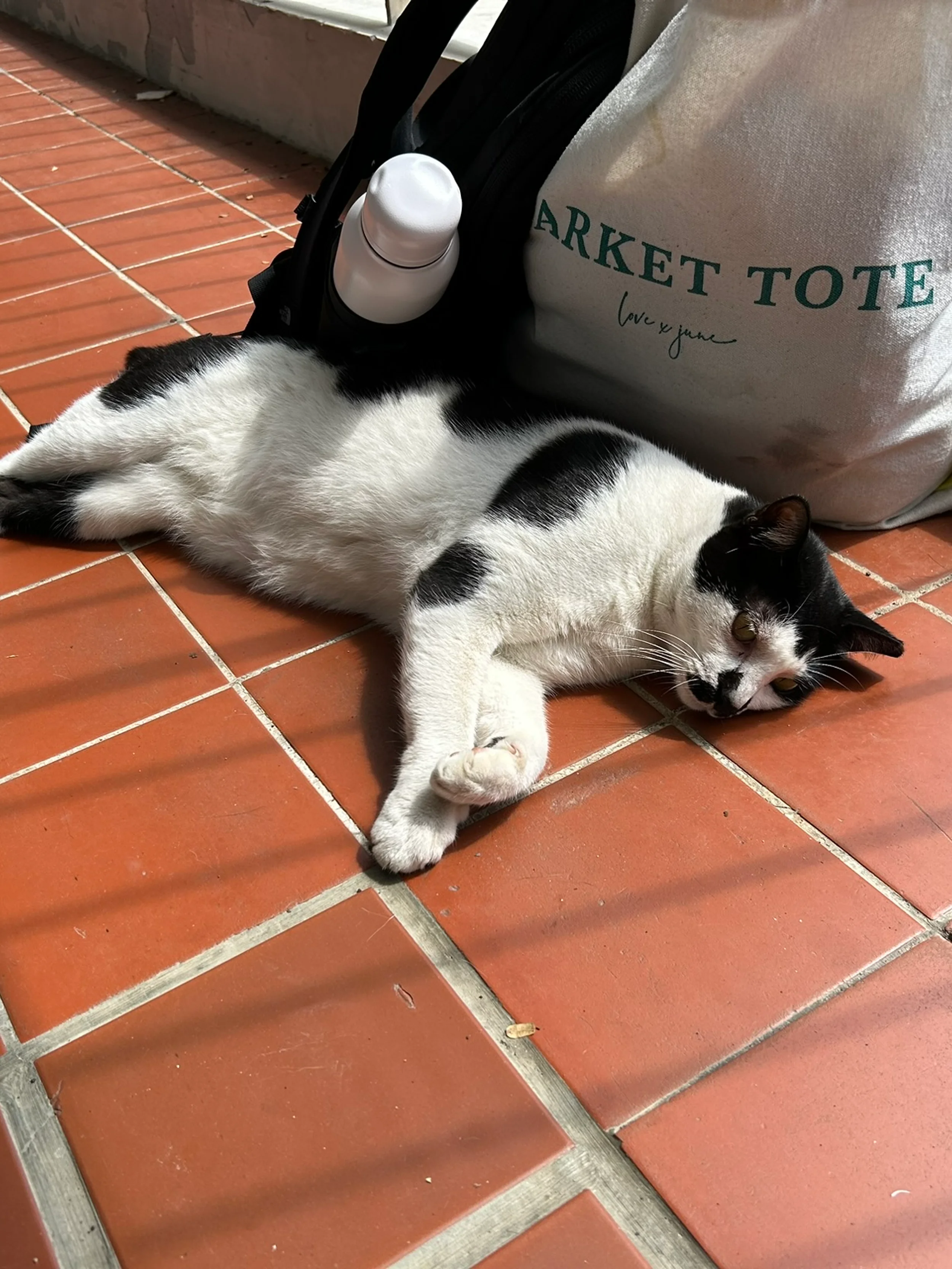 Kit the community cat ^.^