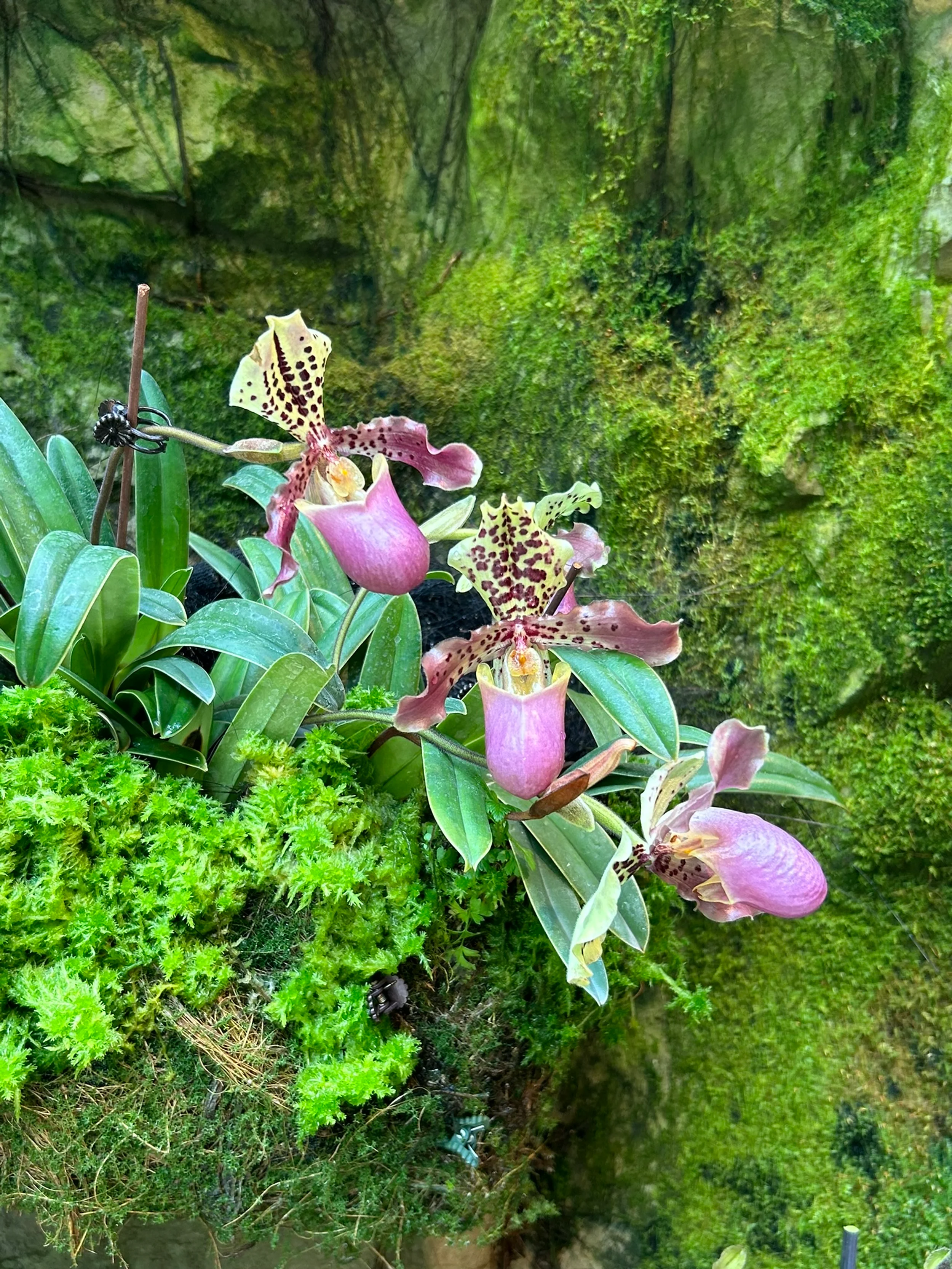 lady's slipper orchids