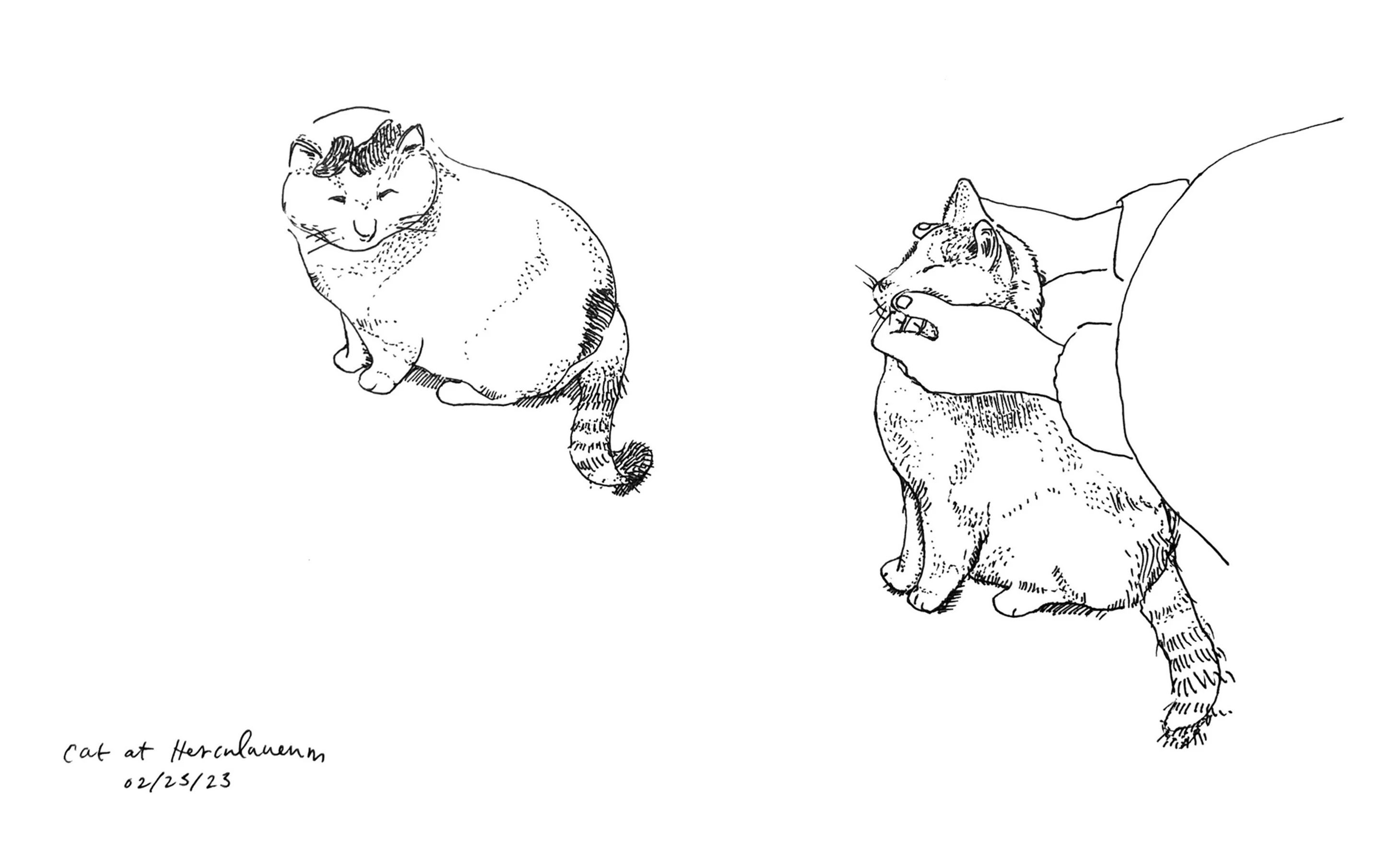 Sketches of two cats.