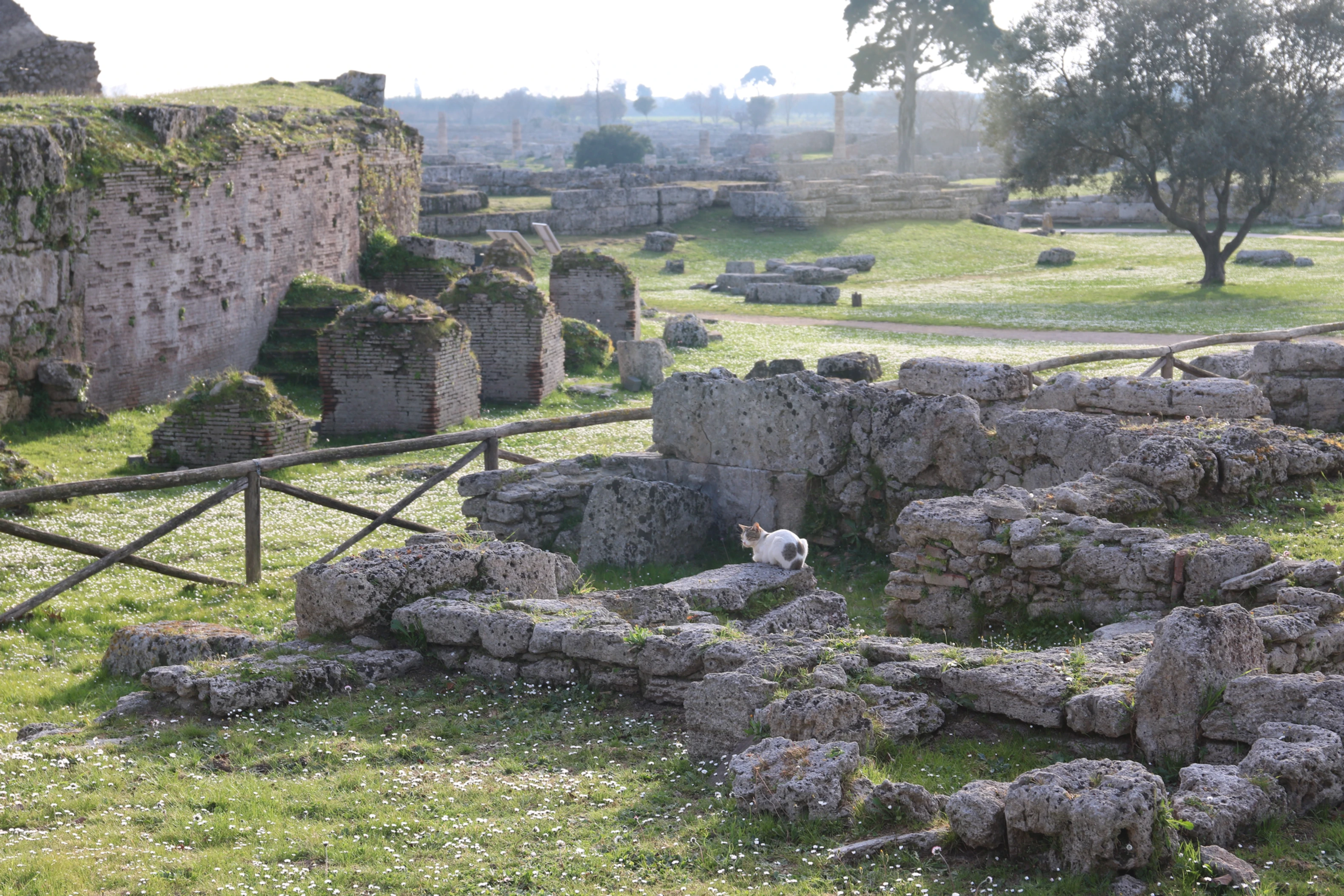 Paestum, a cat sitting atop a stone structure.